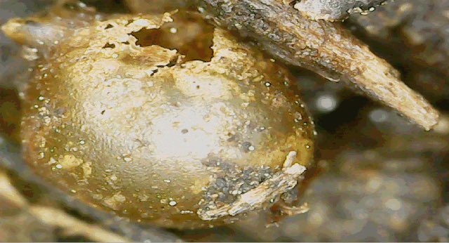 wurmworks's tweet photo. #Didyouknow that worms lay eggs, also called cocoons? They can hold anywhere from 2-7 #worms. These #cocoons can survive snow and ice for weeks and still produce happy #redwiggler babies. Worm mommas can produce 4 cocoons. Thatโs a lotta worms!
#wormfactwednesday #wormfacts https://t.co/QoURzIeQHU
