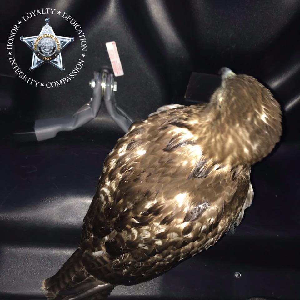 Sr. Trooper Neubauer rescued this red-tail hawk from the fast lane of I-5 SB this morning, put it in the back seat of his patrol car and delivered it to Turtle Ridge Wildlife Center for care.

bit.ly/2Z6SQhx