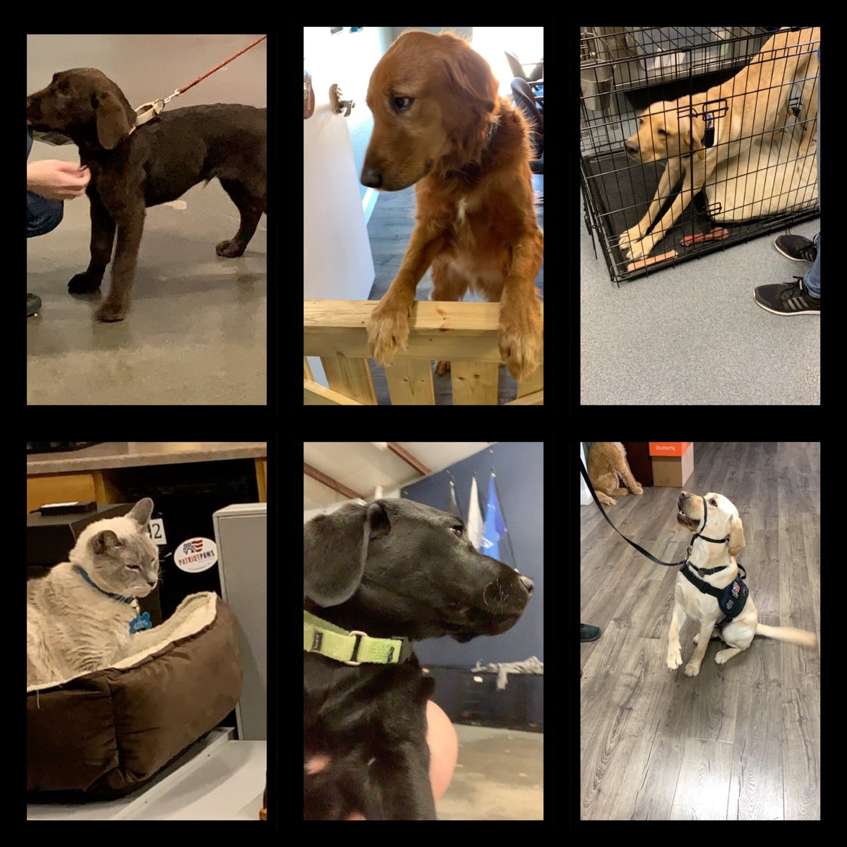 12Crissie16's tweet image. This is an awesome place!! Heard a lot of amazing stories &amp;amp; learned a lot of things! Please keep your Veteran’s in your prayers for there are 77 that are on waiting list &amp;amp; these amazing dogs can help them live better lives! #mission22 #labsareawesome #PatriotPAW