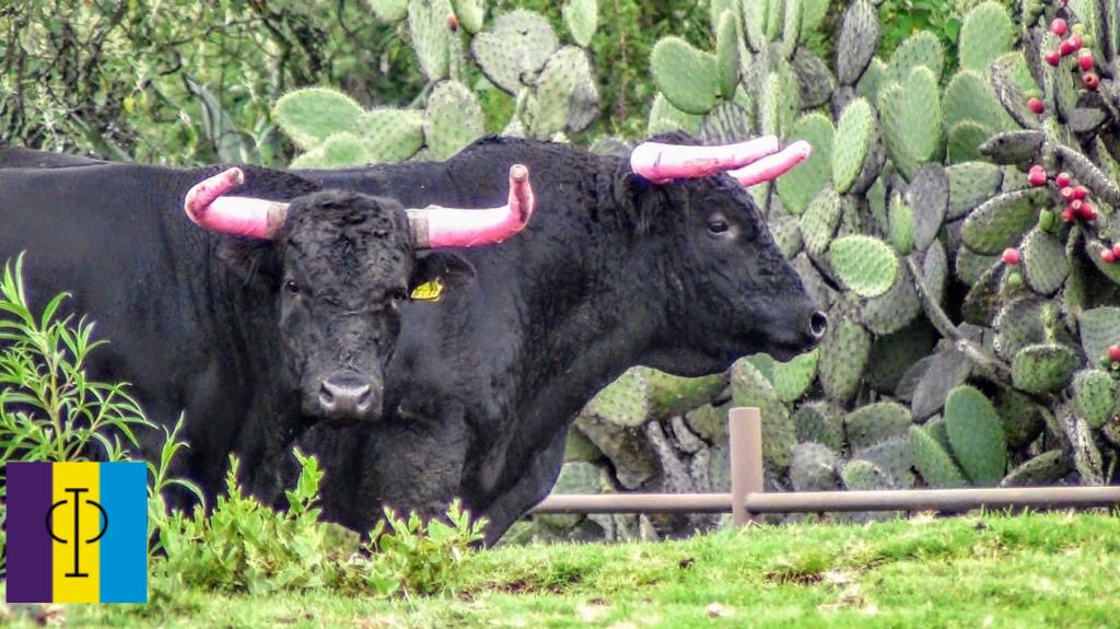 Lustrosa la piel, Amplia la badana, Rizos del cuello cual astracán y prominente morrillo... 
Sí es EDAD!!! #TorreóndeCañas #PasiónGanadera