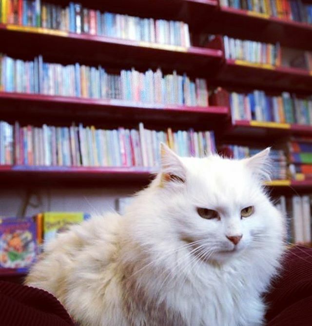 tessaverse's tweet photo. At the Blueskin Bay branch of #dunedinpubliclibraries you can pet the flaushig, luscious #librarycat Mimi AND request “Dream Houses” from the main branch in Moray Place 📚🗄🗂 that’s a pretty special thing ❤️🔮👩🏻‍🦳 in #dunedin #librariesrule becoz issa #… https://t.co/0Nt0jQLkY6 https://t.co/a4QgfX1oHF