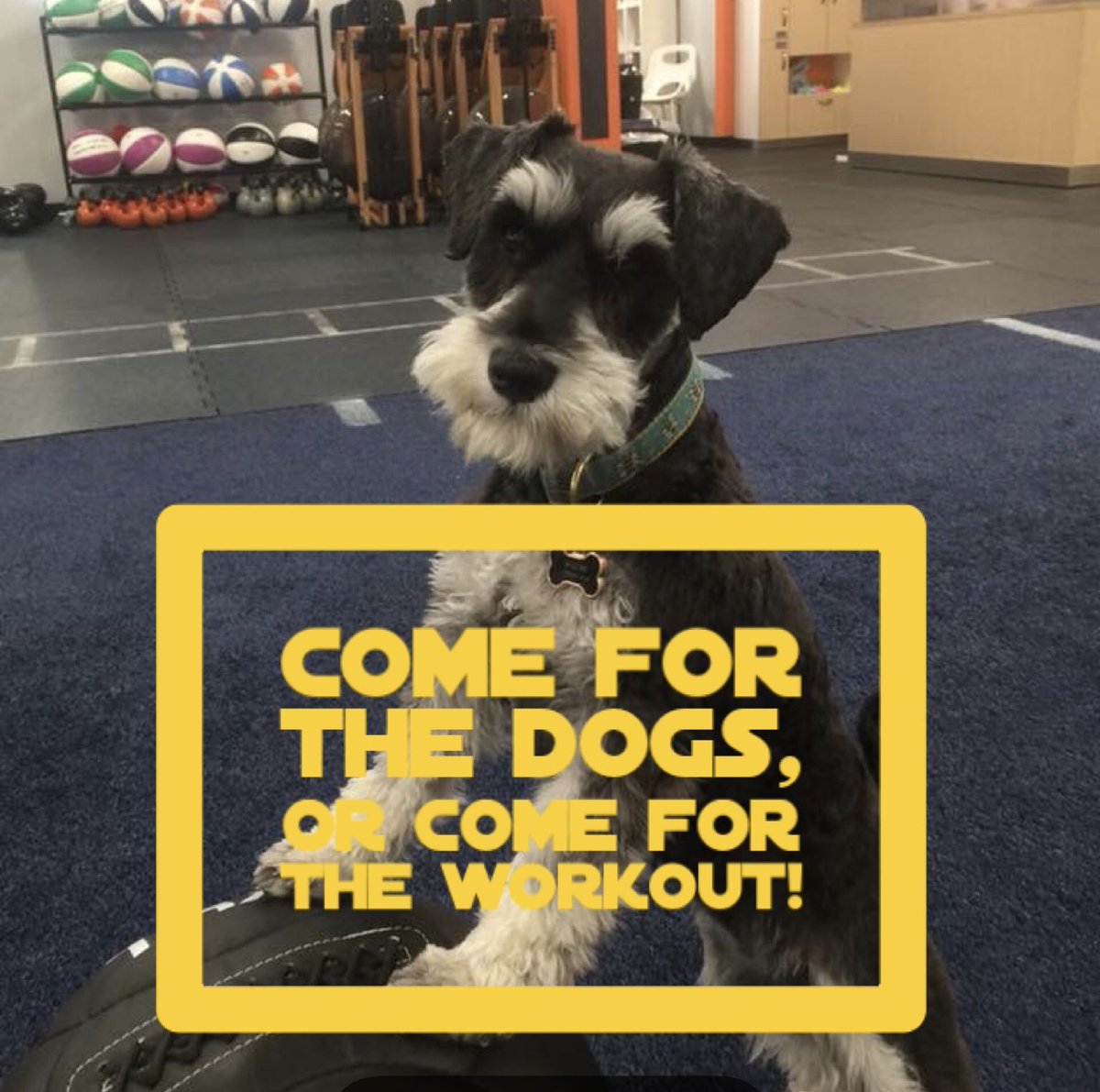 Trainufit's tweet photo. Come for the dogs, the people, the trainers, and the workouts! 

5:15am Suspend
9am Uignite
5pm Unleashed
6pm Mockwave 
7pm USurprise https://t.co/8LiFzjHGlZ