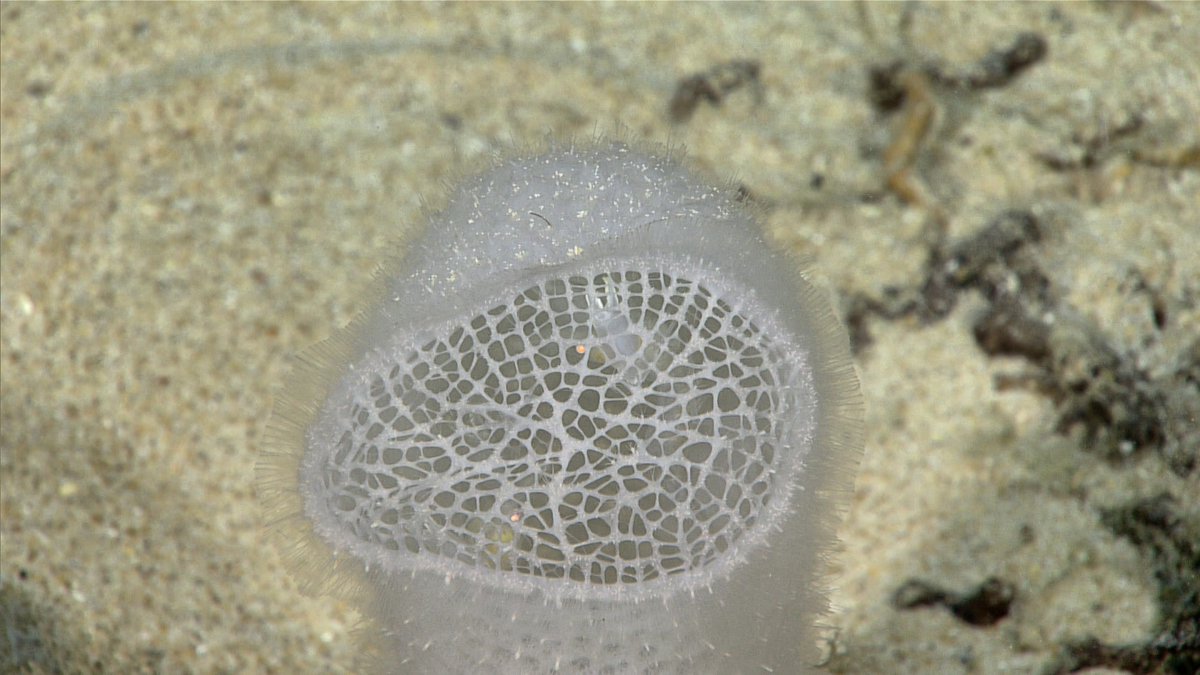 DeepSeaImage's tweet image. A glass sponge (Euplectellidae)😍
If you look closely, you can see one of the shrimp that calls it home!
📷NOAA
#deepsea #MarineLife #seasponge #glasssponge #shrimp