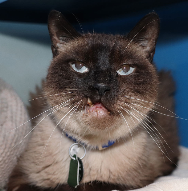 North Shore Animal League America (@animalleague) on Twitter photo Teenagers Peaches and Coco never thought the life they’d always known would ever change, but change it has. Fortunately, they were brought to the safety of our Adoption Center where we have promised them another chance in a loving home. #GetYourRescueOn Teenagers Peaches and Coco never thought the life they’d always known would ever change, but change it has. Fortunately, they were brought to the safety of our Adoption Center where we have promised them another chance in a loving home. #GetYourRescueOn