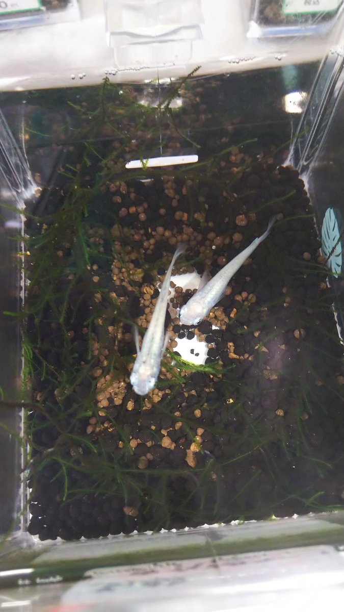 夜守 すっかりメダカ 道の駅で売ってたメダカ 綺麗だけど痩せて元気が無いし 何よりお高いw メダカ 高級メダカ 夜守 すっかりメダカ 道の駅で売ってたメダカ 綺麗だけど痩せて元気が無いし 何よりお高いw メダカ 高級メダカ