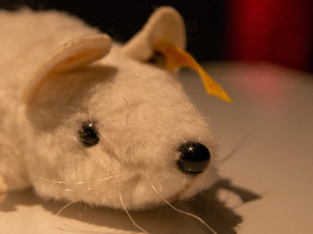 Tūhura Otago Museum tweet media