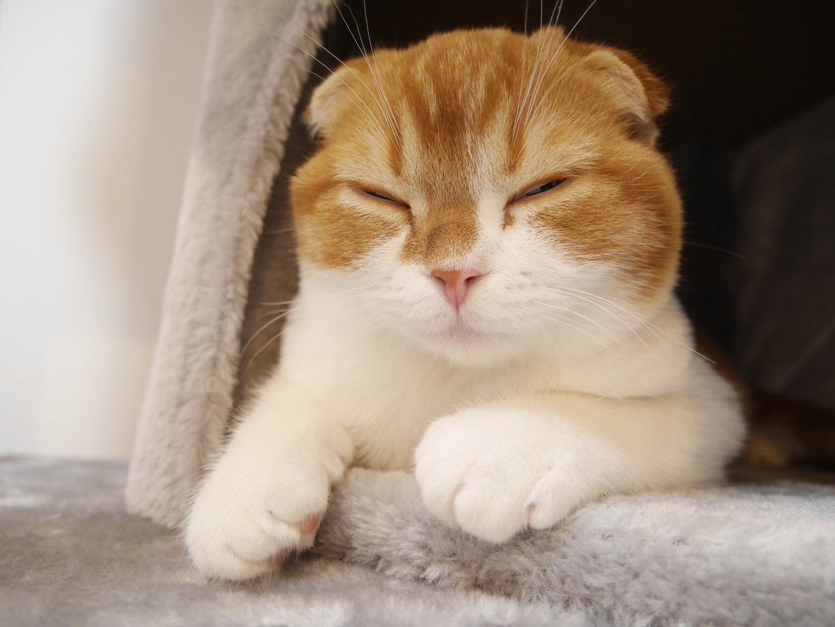 ニコ ココ 寝ぼけてる というか 寝てる スコティッシュフォールド ねこのいる生活 愛猫 猫のいる暮らし 猫あるある ねこ ネコ 猫 子猫 ねこ好きさんと繋がりたい ねこ部 ねこのきもち ねこすたぐらむ にゃんすたぐらむ Cat Scottishfold