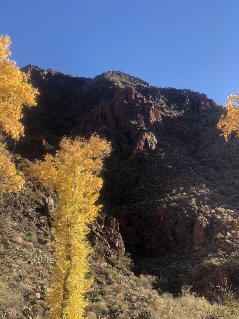 _BJC_'s tweet photo. Mule Ride to Phantom Ranch- bottom of the Grand Canyon @Alt_grandcanyon #grandCanyon #phantomranch #muleride https://t.co/FInM6SBl5y