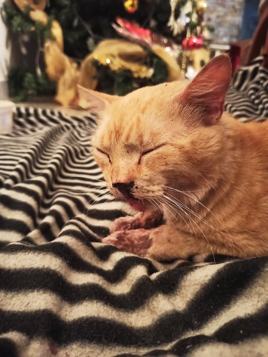 holluiswood's tweet photo. No sé que hacer con mi gato, estoy súper triste. Tuvo fracturas en la mandíbula y probablemente necesite una cirugía de emergencia. No cuento con los recursos para ocurra algo así, apenas conseguí prestado una parte para sacarle una placa y ver qué tanto es el daño. 💔😔😣 https://t.co/SCcbfcaba7