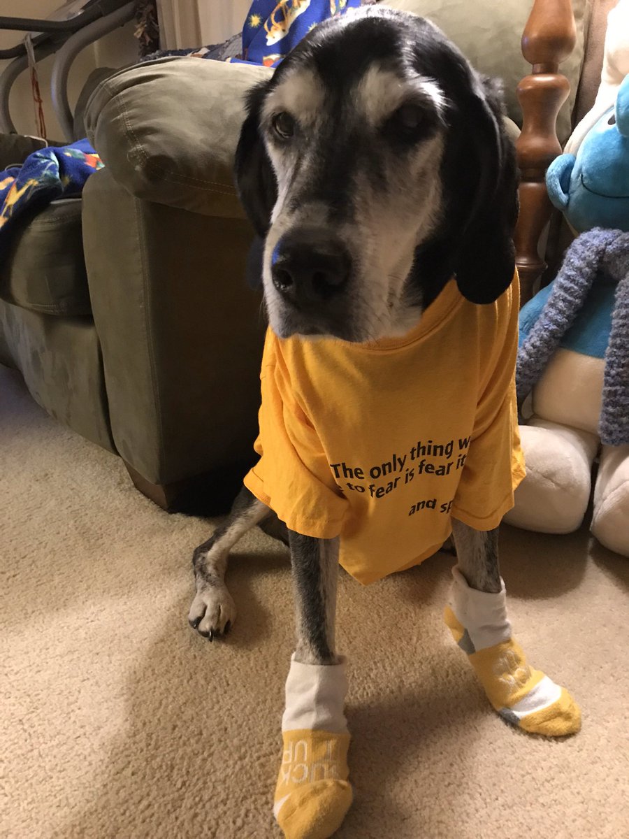 HounddogZenith's tweet photo. My sock collection 🧦 See more pictures below of my collection. Show me your cool socks too!
#DogsInSocks https://t.co/PblNivwG9t