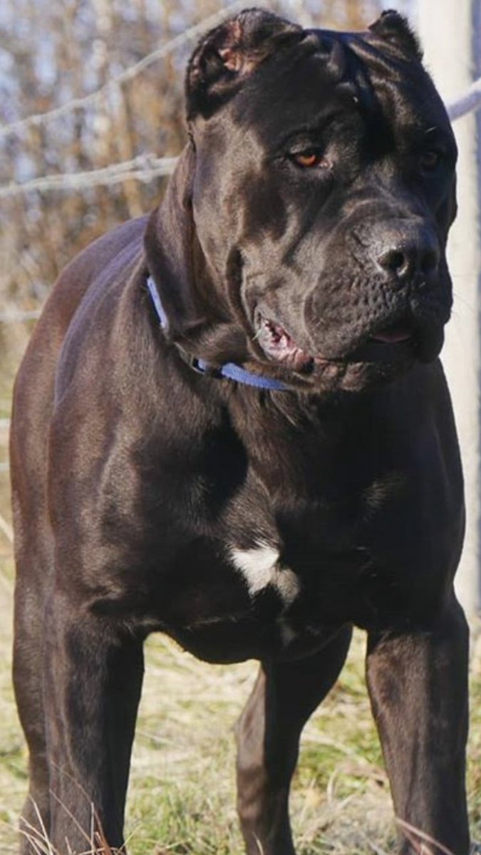Darci Day On Twitter The Parents Of My New Puppy Malibu My Pup Is A Presacanario Boerboel Americanbulldog Pitbull Bullmastiff Mix The Big Black Dog Is Her Brother Same Parents From