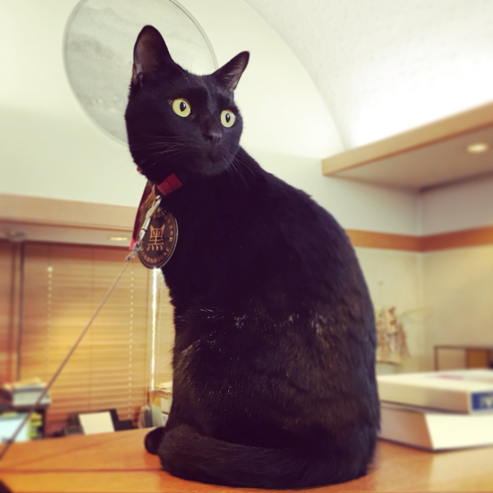 きりっ 夢二郷土美術館 黑の助 夢二 ねこ お庭番 岡山 アート かわいい 黒猫 おしゃれ 日本 19 12 19 夢二郷土美術館 本館