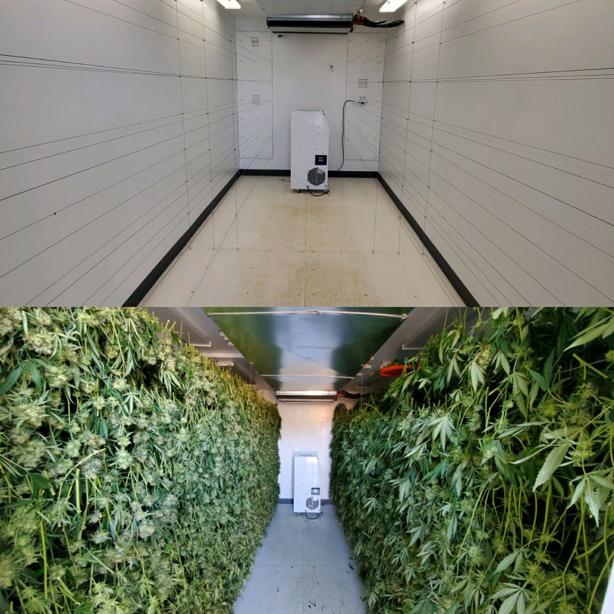 everestnm's tweet photo. Before & After.
Arise and B4 Harvest.
*
#everestnm #everestapothecary #harvest #medicalmarijuana #abq #grow #hydro #local #marijuana #cannabis #thc #albuquerque #medicated #nmtrue #mmj #nmmmj #medicate #cannabinoid #medicine #terpenes #nmgrown #nmmcp #medicalcannabis https://t.co/4YpwdaoFc0
