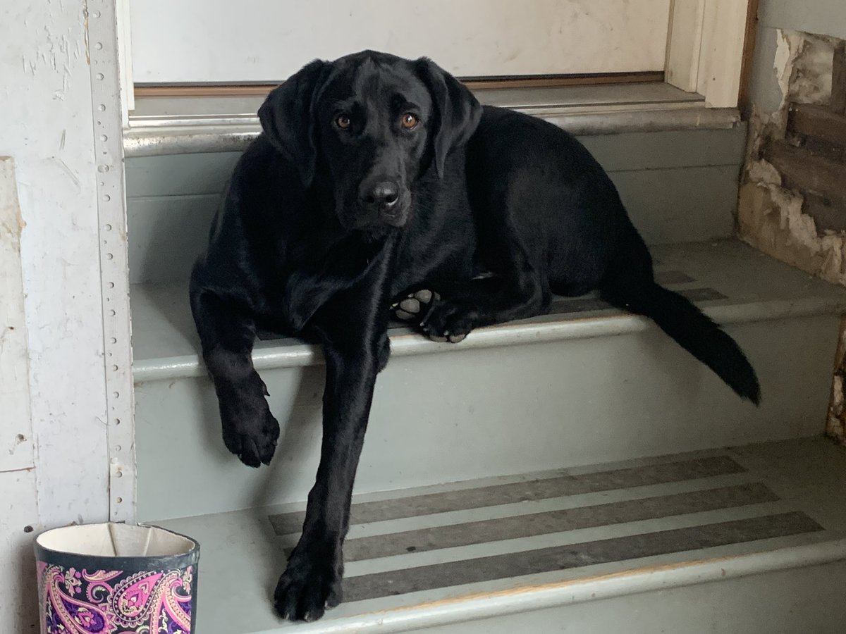 bigred9094's tweet photo. And I just creepy whispered to her “you’re my favorite.” #labradorlove https://t.co/Pmdwnqmvnf