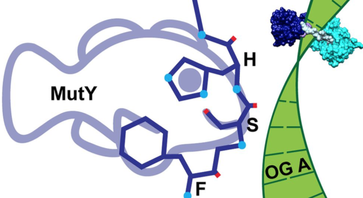 DNAlabUU's tweet photo. X-ray structure, cell assays and biochem show a 3 residue loop in CTD of MutY (FiSH) finds DNA damage. Amazing discovery can help design cancer killing drugs. #DNArepair #DNAdamage #ChemicalBiology https://t.co/WXvFnjsviq