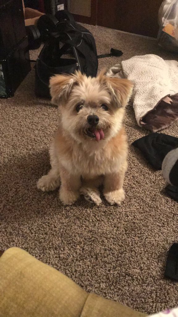 bonkrzz1018's tweet photo. The most handsome sweetheart in the whole universe #MrBrucey #dog #DogsofTwittter #DogLover #teddybeardogs #goodboy #Bestof2019 #cuteboy #CuteDog  #BestFriend https://t.co/Xe9s20YpeC