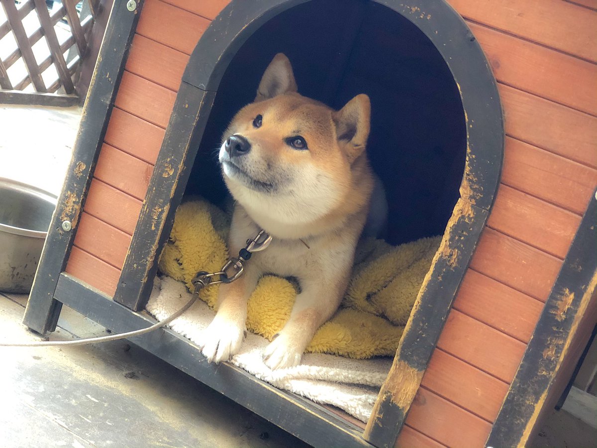 柴犬そら Lineスタンプ発売中 ﾟ 雨を眺める柴犬 背中で俺もかまえと語る柴犬