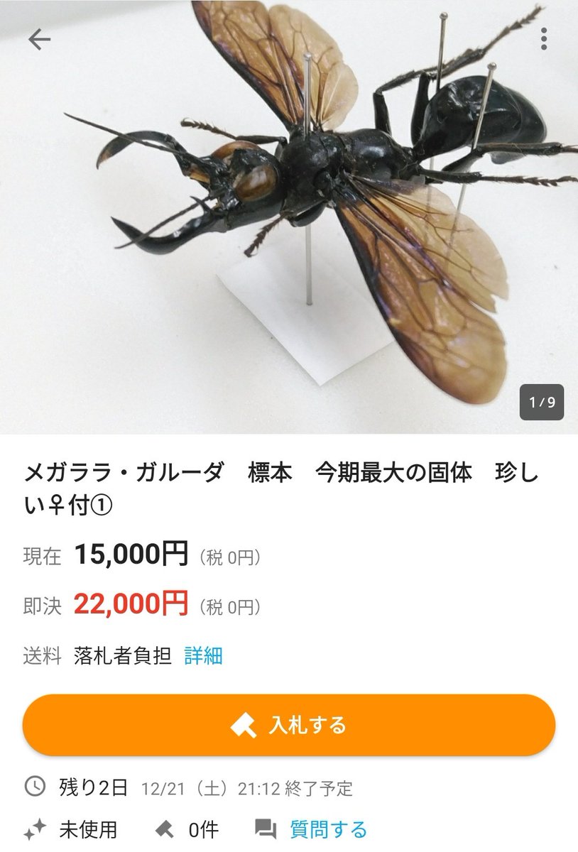 いやあ、ヤフオクスゲェもんでてるな。 レア度ハンパない。 ♀付でこの