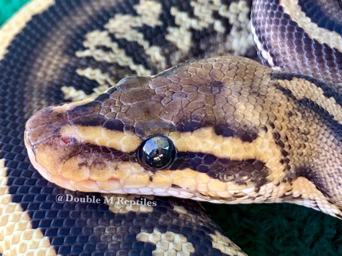GearworkExotics's tweet image. Up close shot of the 🔥 strangers face... this guy is just insanely gorgeous!!! #strangergene #stranger #strangerballpython #thatstrangergenetho #doublemreptiles #pythonregius #ballpython #royalpython #fortheloveofthehobby