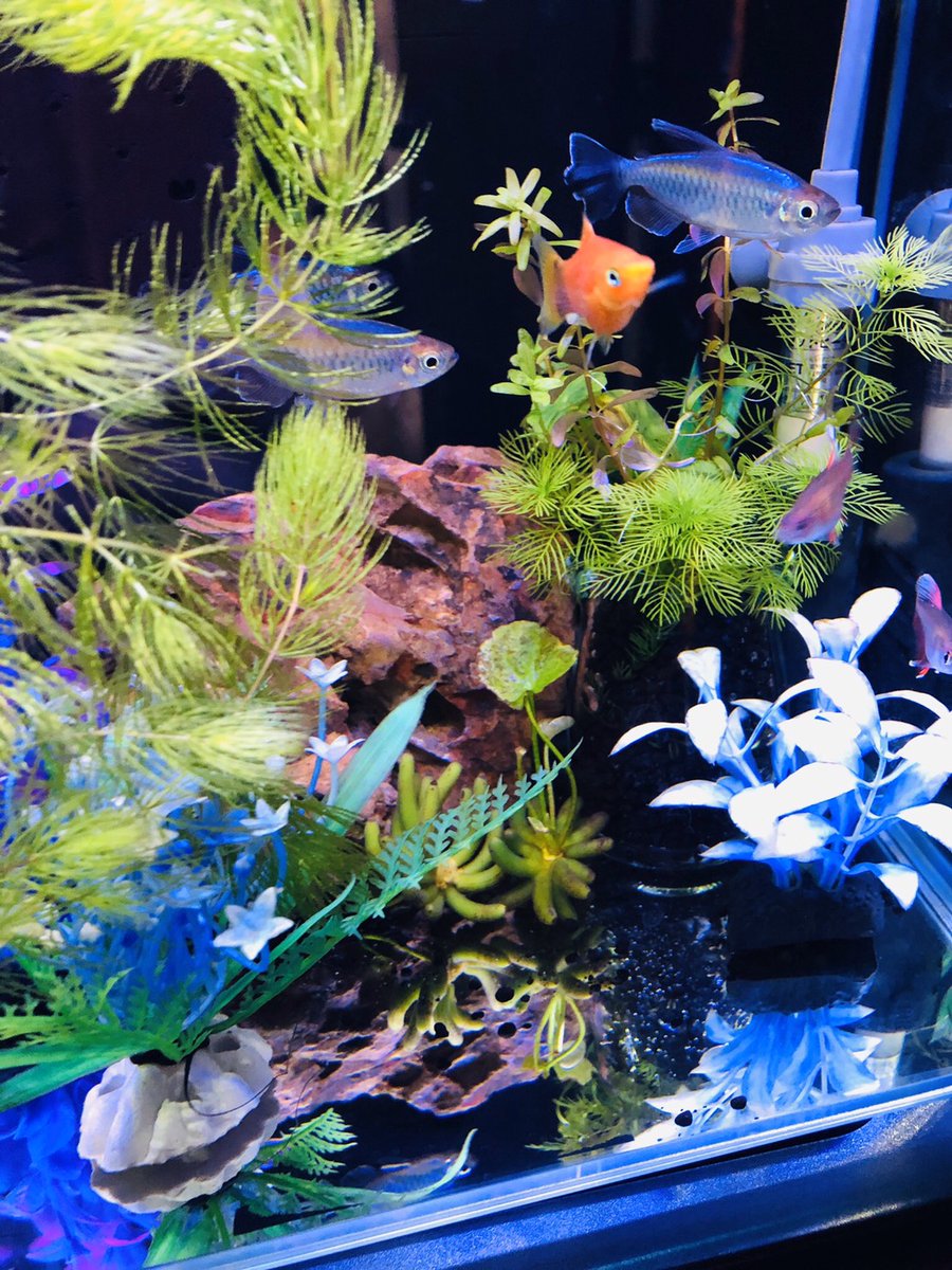Aqua Mint お客様宅の水槽 レイアウトをパワーアップされたそうで お写真いただきました グリーンやブルー ピンク等の レイアウトに 美しいコンゴテトラやプラティが映えてとても美しい仕上がりになってらっしゃいます こんな水槽がお部屋にあったら