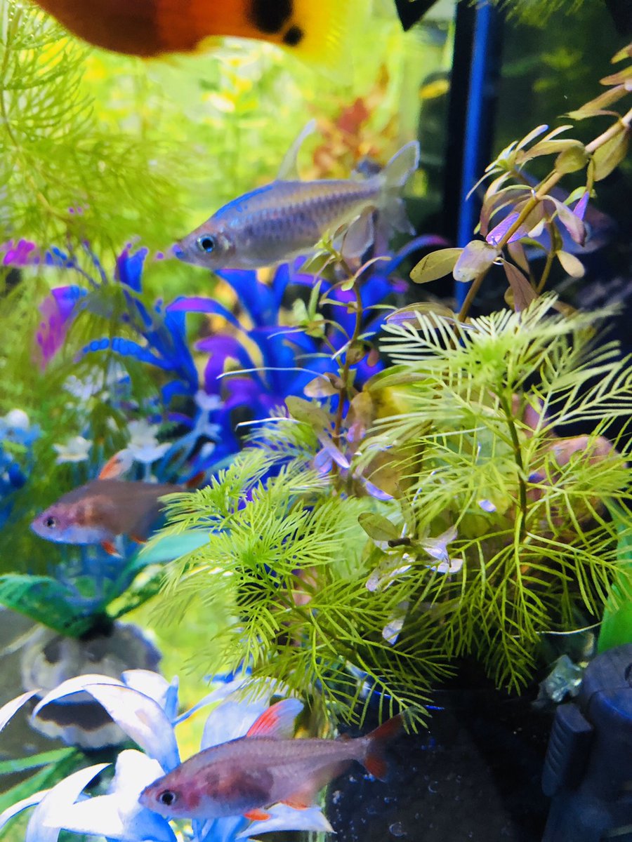 Aqua Mint お客様宅の水槽 レイアウトをパワーアップされたそうで お写真いただきました グリーンやブルー ピンク等の レイアウトに 美しいコンゴテトラやプラティが映えてとても美しい仕上がりになってらっしゃいます こんな水槽がお部屋にあったら