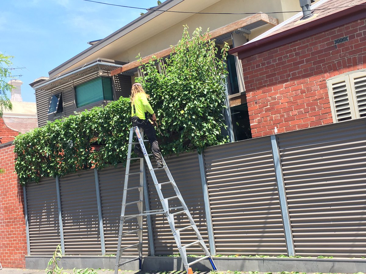AllTreesSaved's tweet photo. Ornamental Pear hedge cut this morning π΄ππ½π΄#Arborist #trees #hedges #pears #gardens #landscape #stihl #summer #tradies #hedgemaster #Melbourne #australia #pruning https://t.co/B1n6T6OtwY