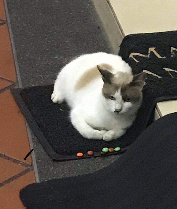YommyZakaria's tweet photo. Tengok budak tu bagi kucing tu makan apa... 😹😹😅😅 https://t.co/FbzJihK5j0