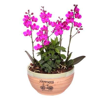 진핑크 호접란 2호  ₩104,000
wyj.kr/5647
#몰인다 #플라워넷 #진핑크 #호접란 #2호