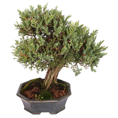 섬진백(향나무)  ₩208,000
wyj.kr/5642
#몰인다 #플라워넷 #섬진백 #향나무 #