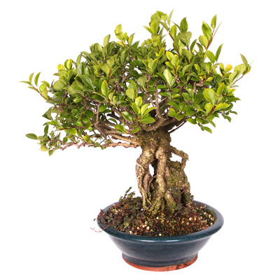 노박덩쿨  ₩160,000
wyj.kr/5643
#몰인다 #플라워넷 #노박덩쿨