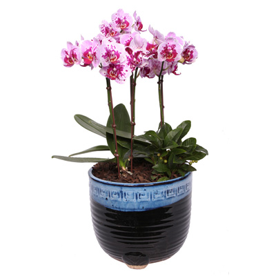 연핑크호접란 1호  ₩88,000
wyj.kr/5648
#몰인다 #플라워넷 #연핑크호접란 #1호