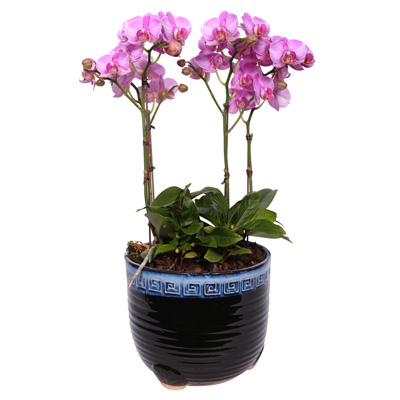 연핑크 호접란 2호  ₩88,000
wyj.kr/5649
#몰인다 #플라워넷 #연핑크 #호접란 #2호