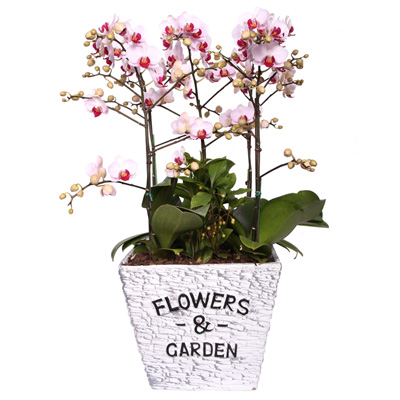 웨딩  ₩104,000
wyj.kr/5650
#몰인다 #플라워넷 #웨딩