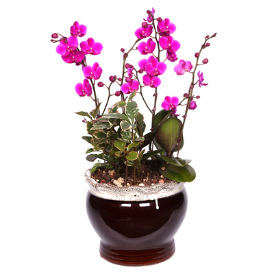 만천홍(호접란)  ₩88,000
wyj.kr/5651
#몰인다 #플라워넷 #만천홍 #호접란 #