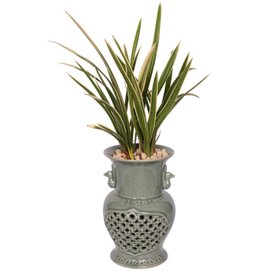 황금강 1호  ₩104,000
wyj.kr/5655
#몰인다 #플라워넷 #황금강 #1호