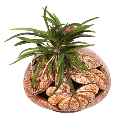 풍란 2호  ₩88,000
wyj.kr/5656
#몰인다 #플라워넷 #풍란 #2호