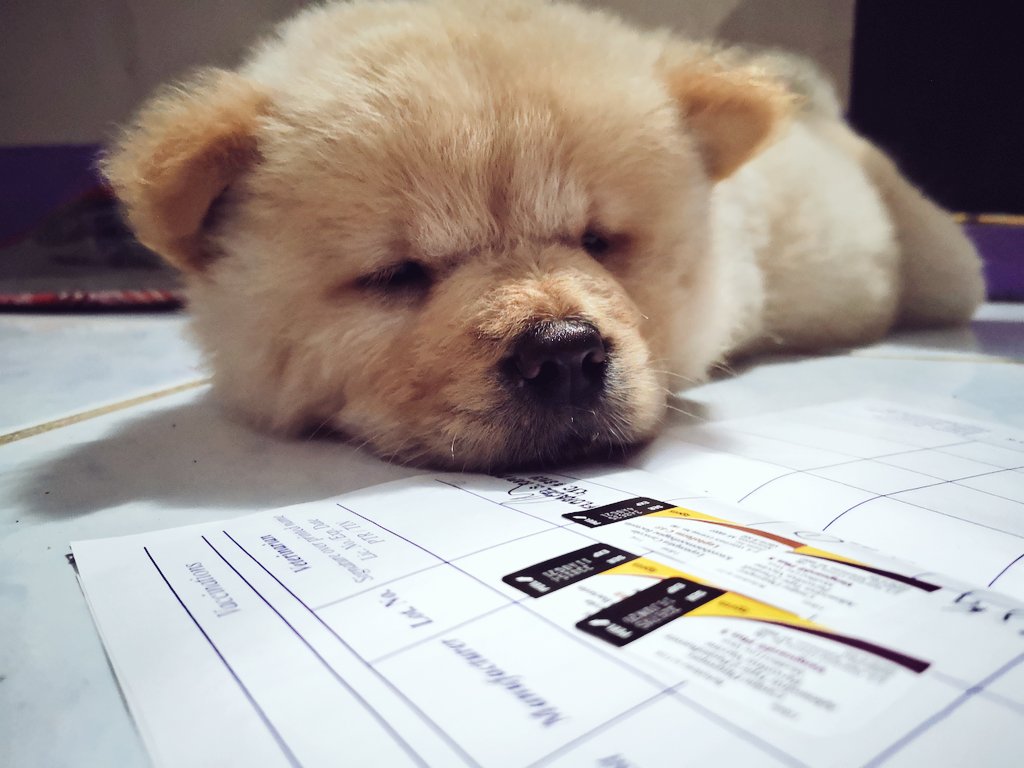 jarrette_'s tweet photo. Day off. Laundry and Vet appointment. #UlirangIna #ChowChow https://t.co/ChMnYjia3Z