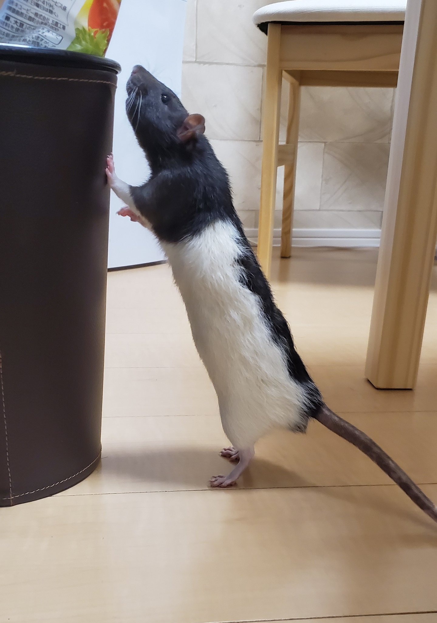 Niu ネズミ垢 ドブネズミらしい写真 毎日の日課のゴミ箱あさりしようとしてる ファンシーラット Fancyrat Petrat ねずみ ネズミ ドブネズミ どぶねずみ T Co X0awgonjzl Twitter