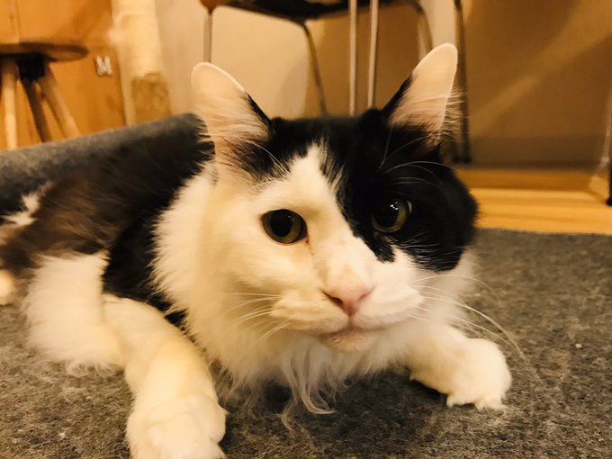 新大阪 西中島南方 猫カフェ 猫の箱 喫茶 猫雑貨あり 女性におすすめの清潔感が自慢の猫カフェ