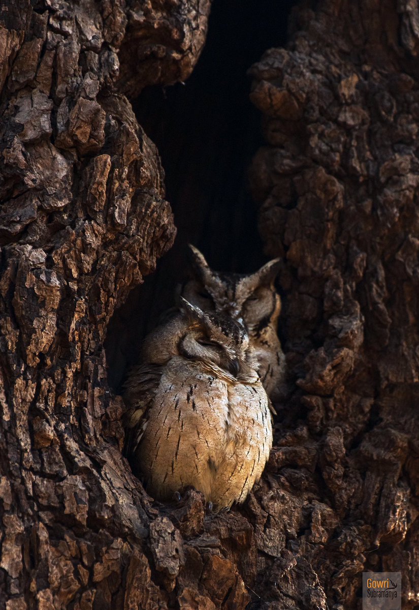 aliceonaroll's tweet photo. Good morning! Time to tuck in for the day! 

Indian Scops Owl pair, #Ranthambhore 

#NaturePhotoDaily #Wildlife #Birding https://t.co/MbJZz9wpvi