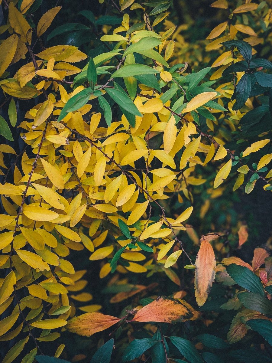 庭木の紅葉が見頃を迎えてる 