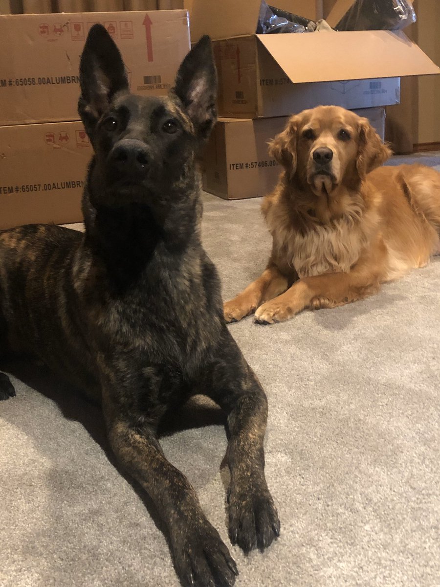 bwscrappy's tweet photo. @blckriflecoffee Koda (Dutchie) and Charlie (Golden) https://t.co/GLbzuukEX2