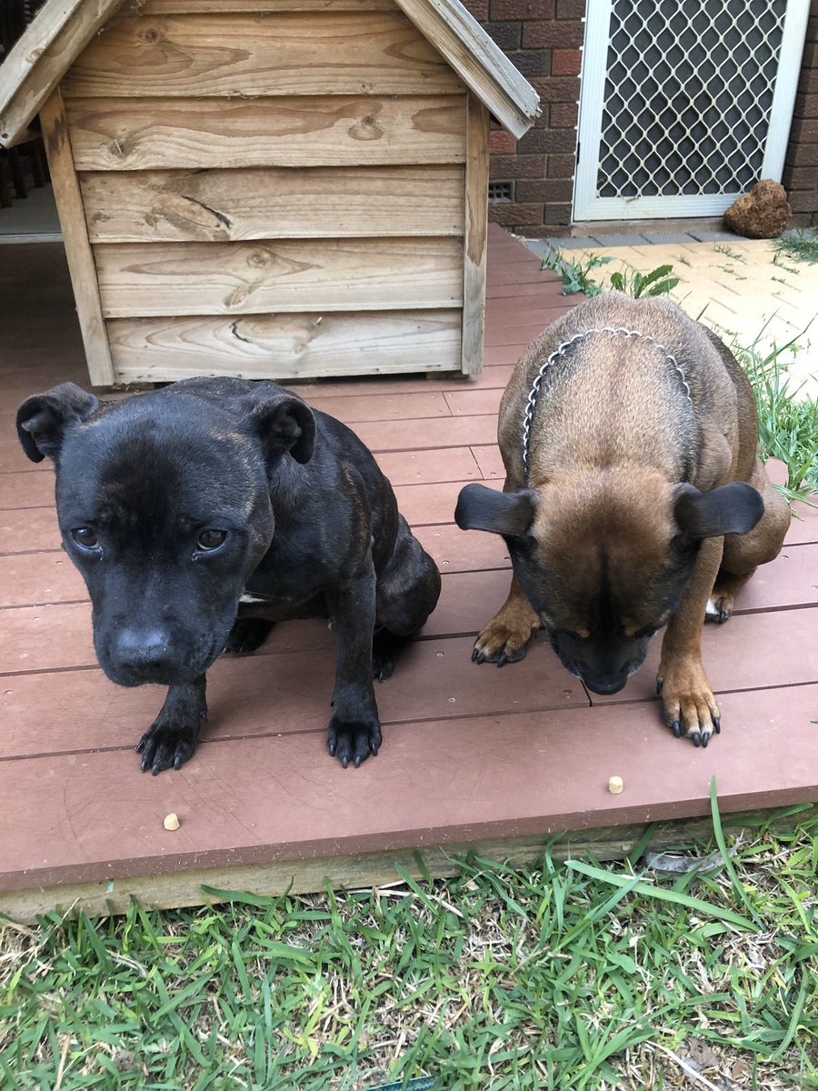 Jeebezz head up Jager, iam sure its just a pebble 🧐 #staffypatrol #jager #ruby #theconfusion #lookalikes #pebbletime #treattime #dogtreats #gameface #gooddogs #gooddoggos #gooddoggies #dogmoments #focusface #staffys #staffies #englishstaffys #englishstaffies #staffs #staffstyle