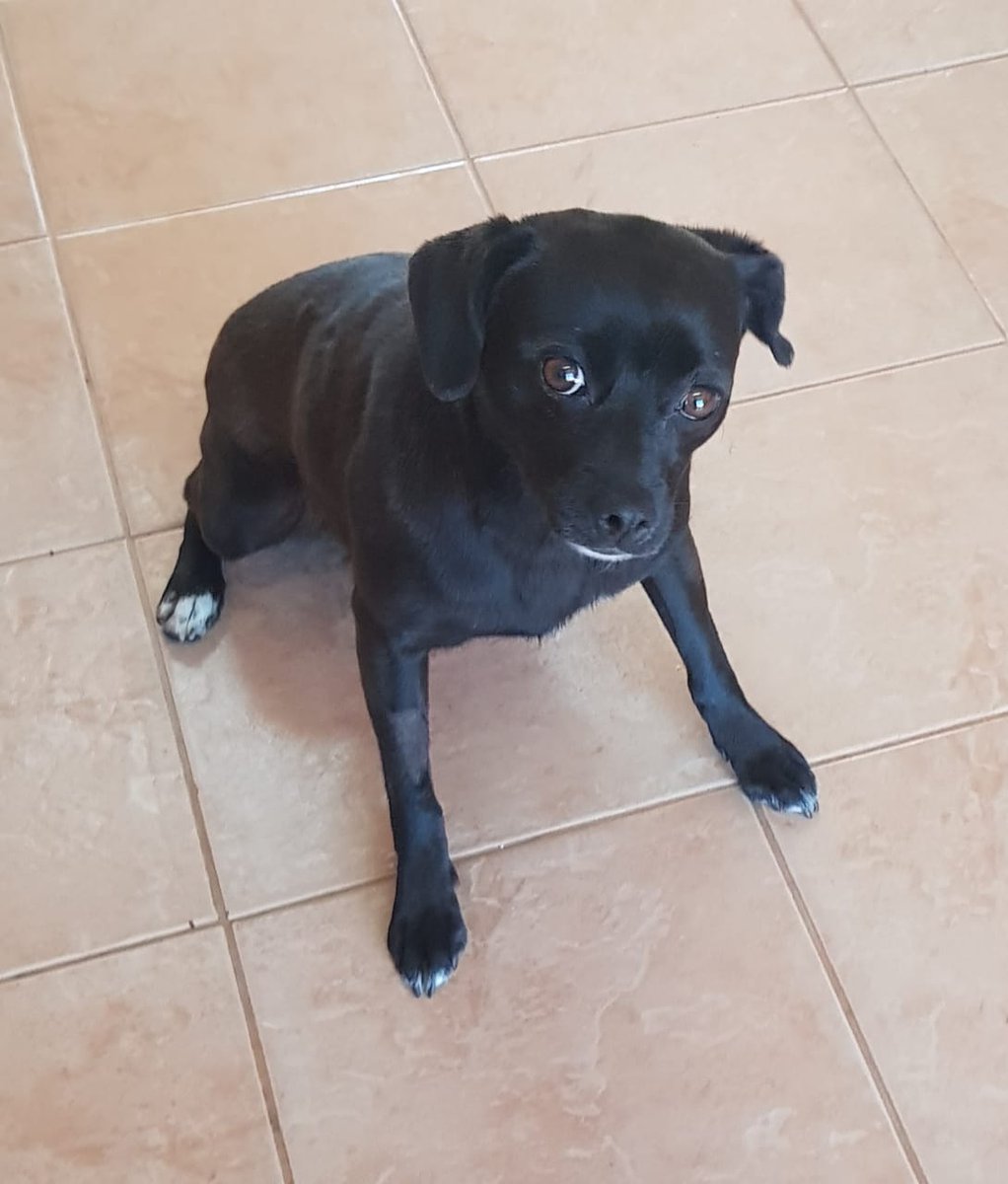 Se busca Anka. Perdida sector Los Militares. Tiene barba blanca  56 998718882 porfa Rrtt