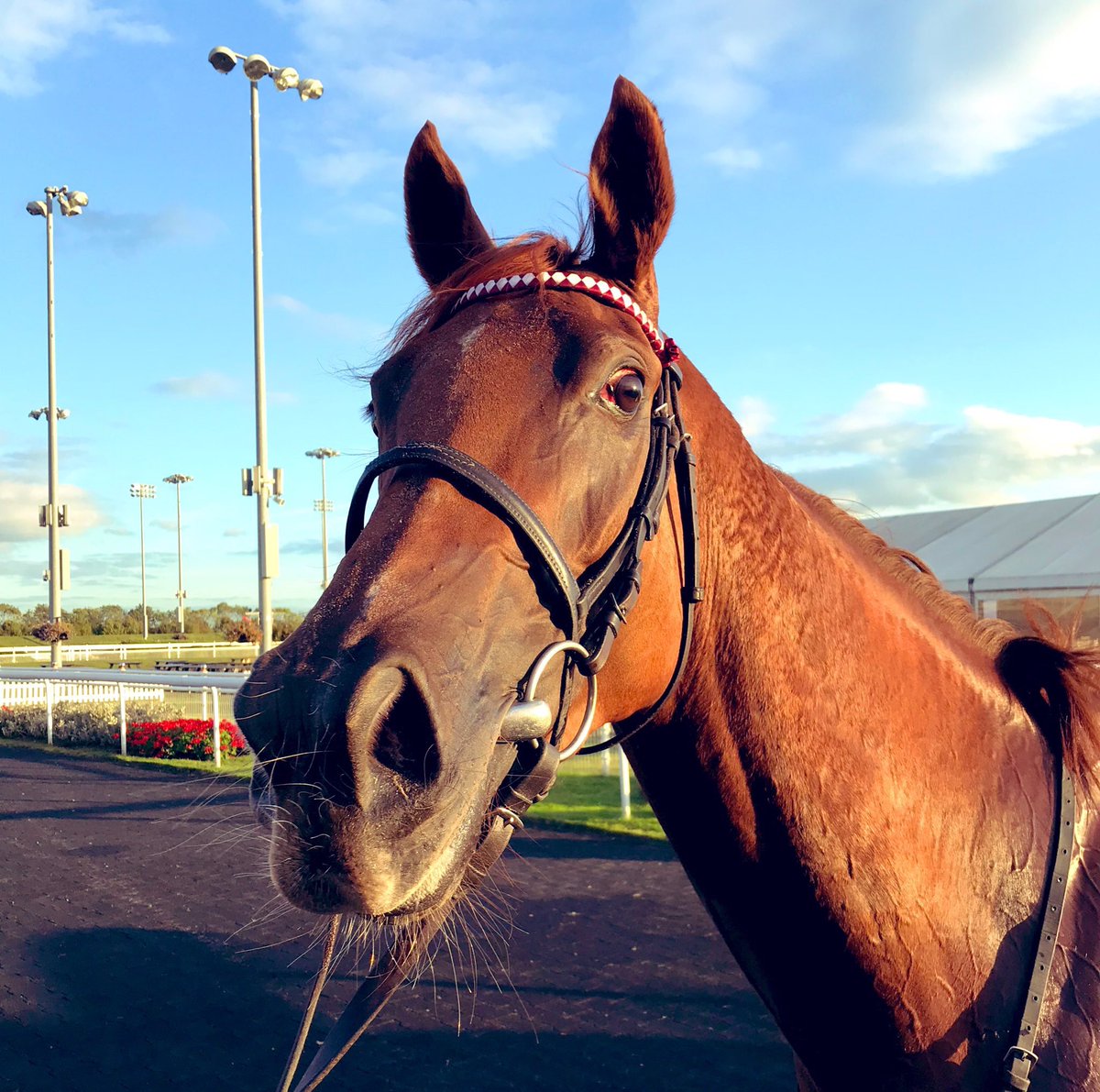 DarrenBirdie's tweet photo. Still buzzing from her last visit to @WolvesRaces - Wishing our girl #Sepahi & @GraceMcentee all the very best of luck tonight for @SpillerRacing & all the fab members of the @BirdieRacing 🙌 https://t.co/yApZ1tCWtl