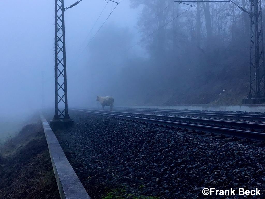 Feuerwehr_GI's tweet photo. ++Bevölkerungsinfo++

⚠️ #Streckensperrung der Bahnstrecke #Giessen -> #Wetzlar ⚠️ 

Eine kalbende Kuh 🐄 hat sich Höhe Kleinlinden ins Gleisbett verirrt. 

Die @Feuerwehr_GI, Veterinäre der @jlugiessen, die @Polizei_MH und Bundespolizei sind im Einsatz.
📄1/2

#giessen112 ^th https://t.co/NBrjaxqLGP