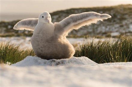 Fantastic #News for a Saturday, wandering albatross star, Greta, has fledged! #AlbatrossStories @AlbyTaskForce bit.ly/2tydrQg