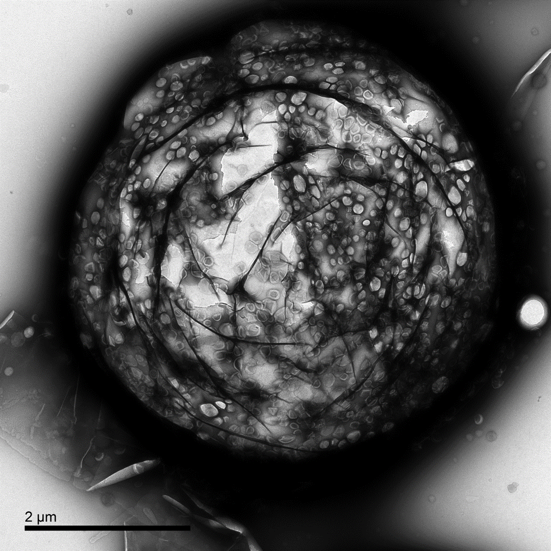 OxfordOncology's tweet photo. Wouldn't it be great if we could deliver #Cancer drugs to target sites in the body and release them at exactly the right point and time?
This microscopic bubble, 50 times smaller than a human hair, could do just that...
🧐👉https://t.co/yzlSsmfWMW
#AdventCalendar #STEMadvent https://t.co/j2ObDf0bgv