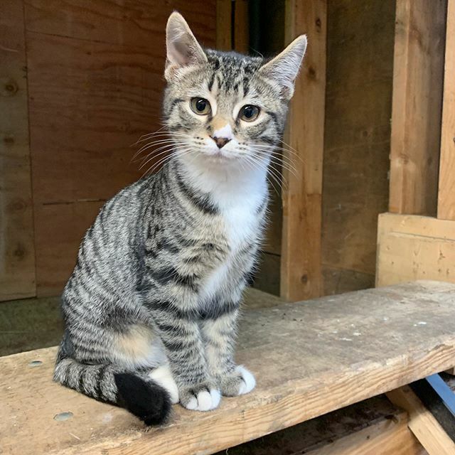 CentralParkFarm's tweet photo. // Remember Me? // The barn kitties are all grown up now and roaming the barn doing their job... I will admit we’ve become so attached to them that they live as indoor barn cats in one of the big barns getting spoiled with kitty treats, toys, and daily l… https://t.co/VNbOMqd9fc https://t.co/ar3WlY70P8