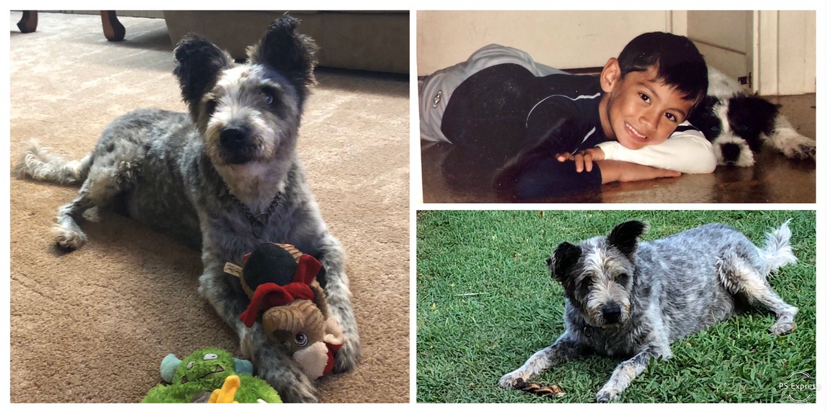 jeri_leong's tweet photo. R.I.P. Duke❤️11/15/06-12/18/19  #restinlove  #ahuiho 🌈 https://t.co/pLzu7jMs1f